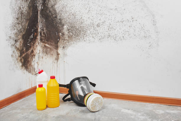 Best Residential Mold Remediation in Edmundson, MO
