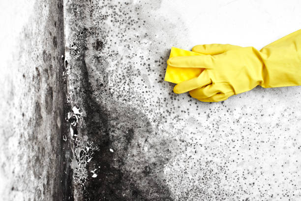 Best Post-Flood Mold Remediation in Edmundson, MO