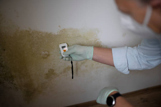 Best Attic Mold Remediation in Edmundson, MO