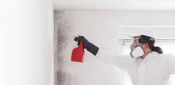Best Commercial Mold Remediation in Edmundson, MO