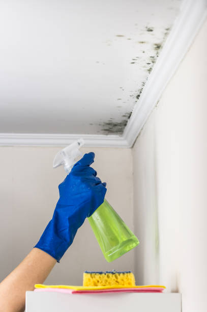 Professional Mold Remediation in Edmundson, MO